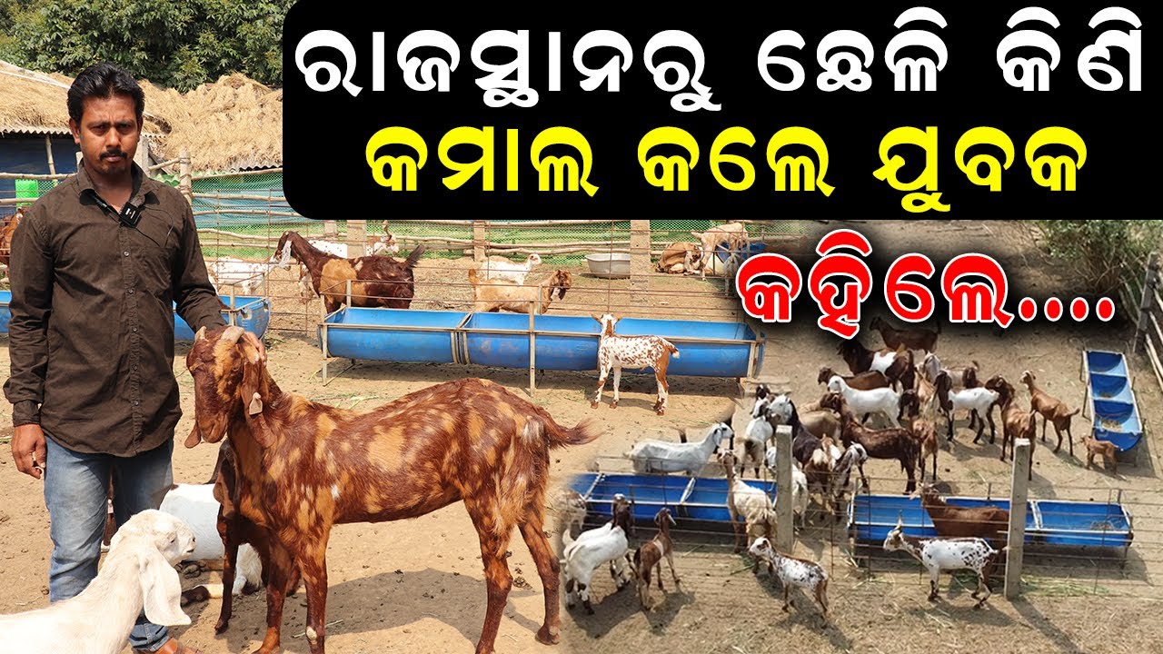 ଓଡ଼ିଶାରେ ରାଜସ୍ଥାନ ଛେଳି || How to start Rajasthani goat farming in Odisha. @EfarmingOdisha