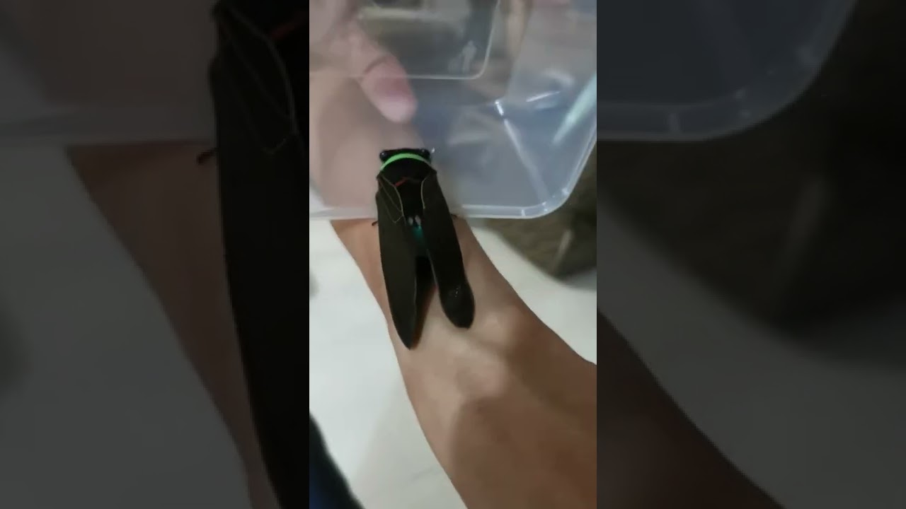 Riang-Riang : A Giant Colourful Cicada