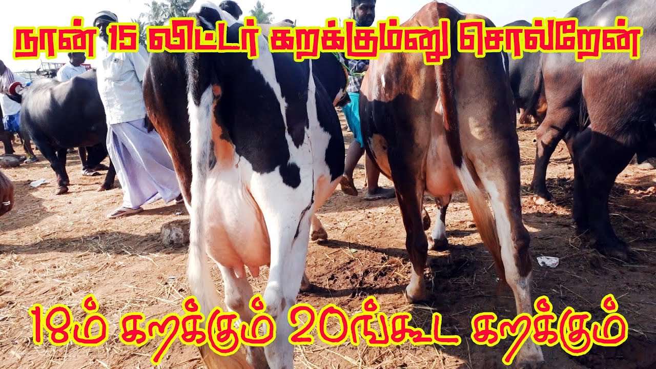 15 லிட்டர் பால் கறக்கும் நான் சொல்றேன் 18ம் கறக்கலாம் 22ம்கறக்கலாம் #hfcow #cowfarm #milkingcow #cow