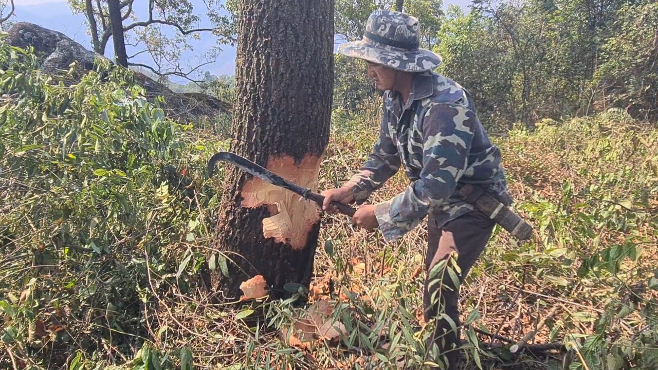Mus ntov ntoo teb zaub nyuj sab tiag tiag li os