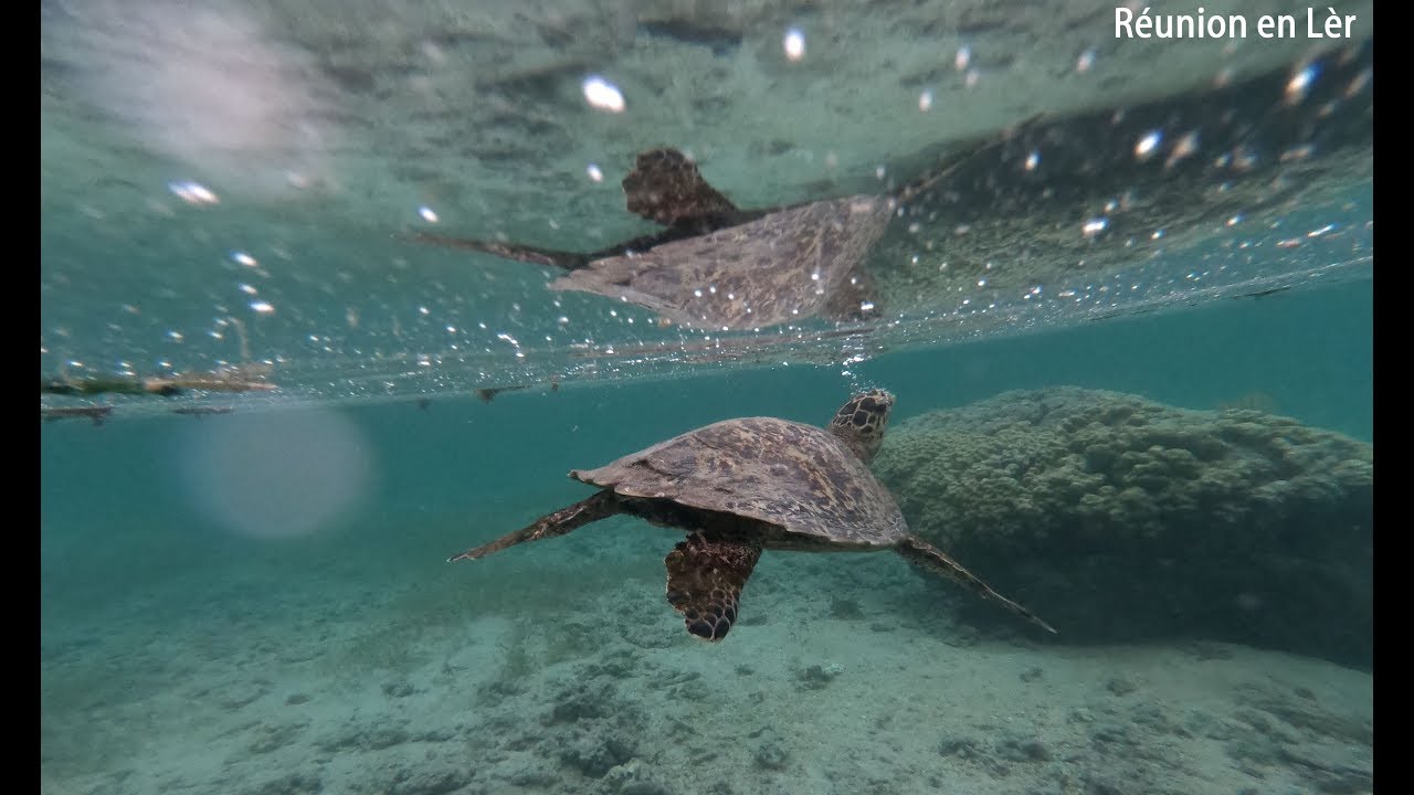Balade d''une petite tortue dans le lagon de l'Hermitage - #gotoreunion - 17/11/2017
