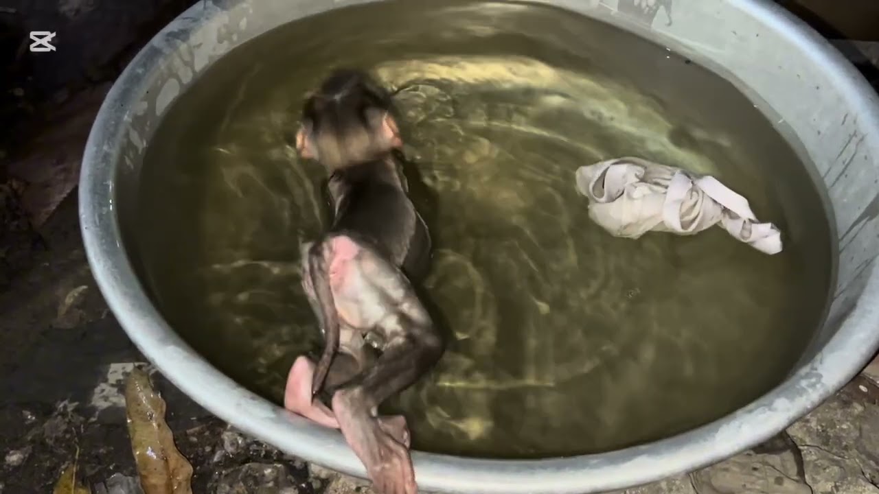 Mary helps Mommy to the laundry #mary #monkey #animals