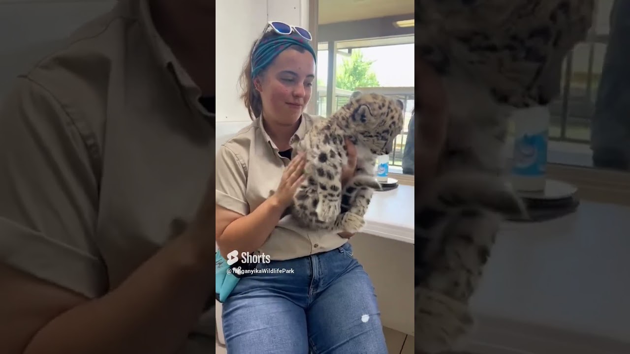 Snow Burpssss ❄️ #snowleopard #leopards #cats #bigcats