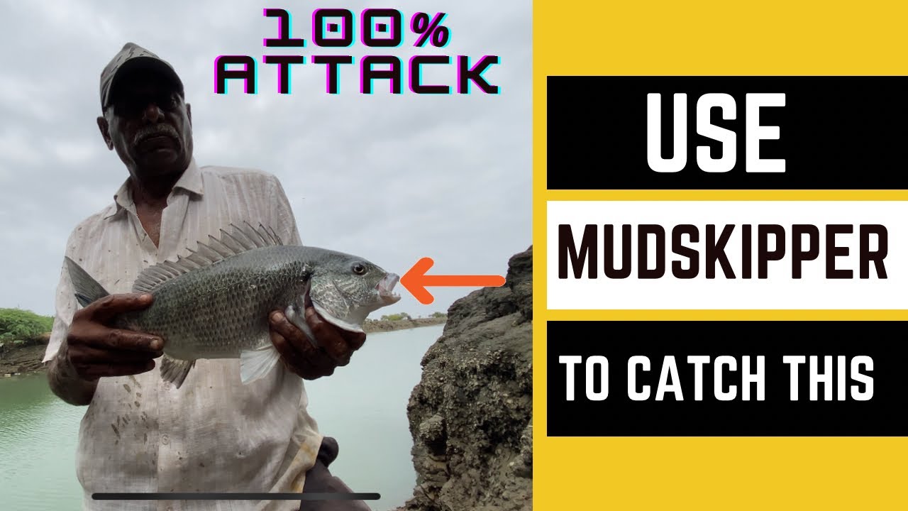 How to catch Dentex (white snapper) |How to catch Dentex with live Muskipper👇