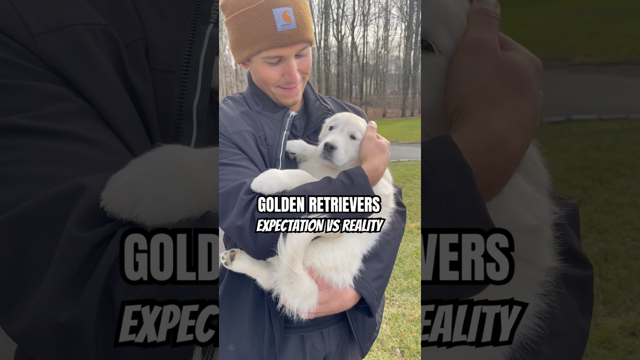 Golden Retrievers Expectation VS Reality #funnydogs #doglover #puppy