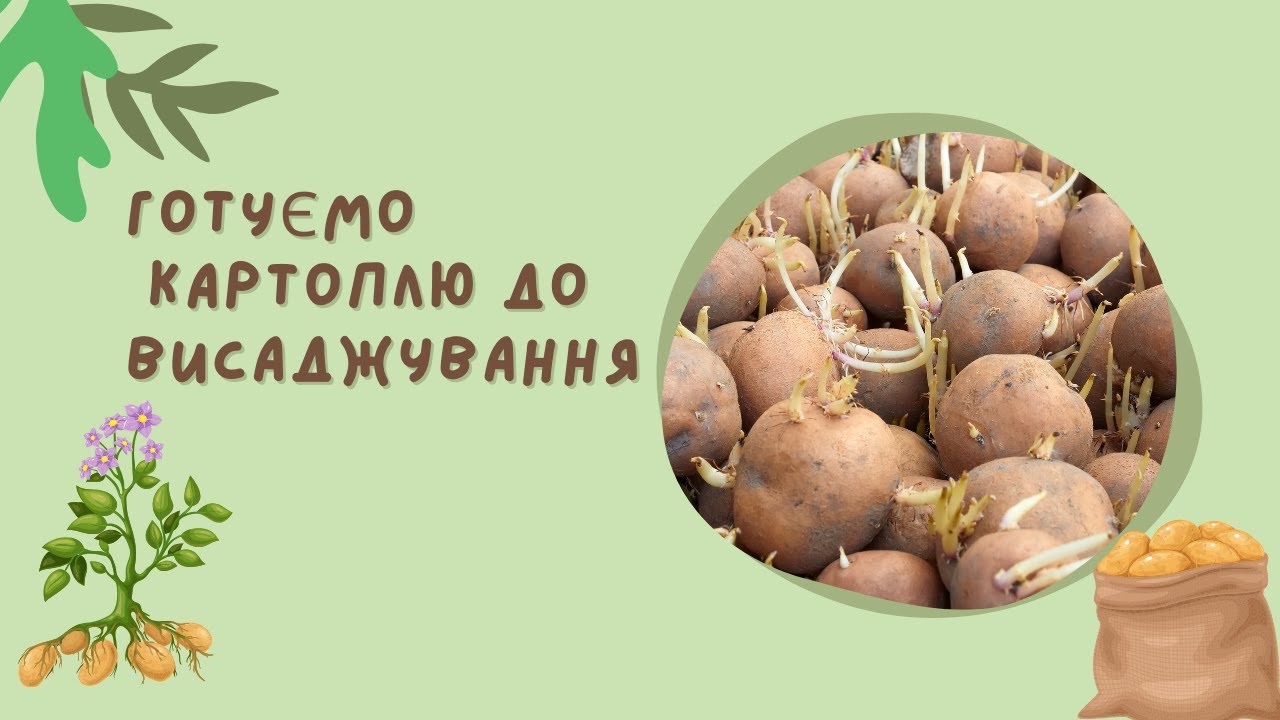 Готуємо картоплю до висаджування