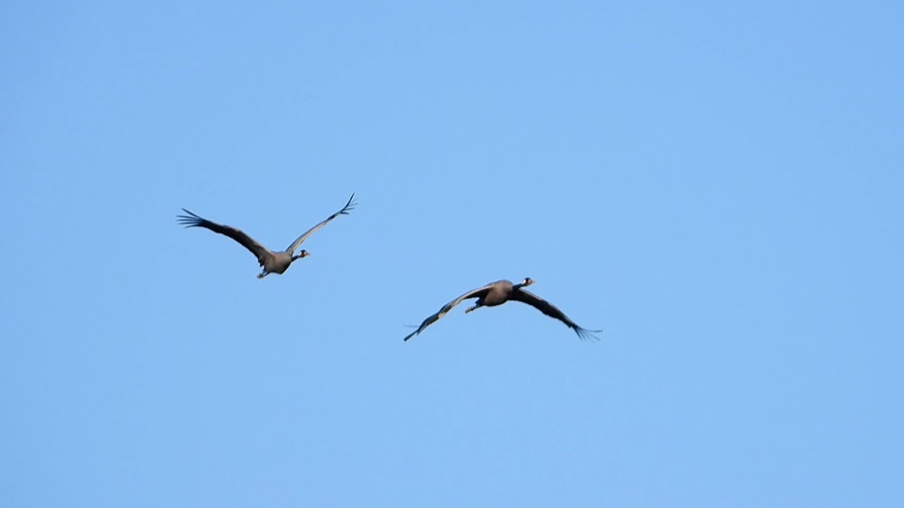 Żurawie i kormoran  🐦Cranes and cormorant
