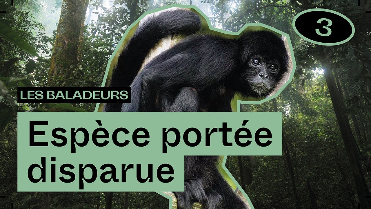 Le silence du singe araignée, avec Natexplorers — Les Baladeurs podcast #03