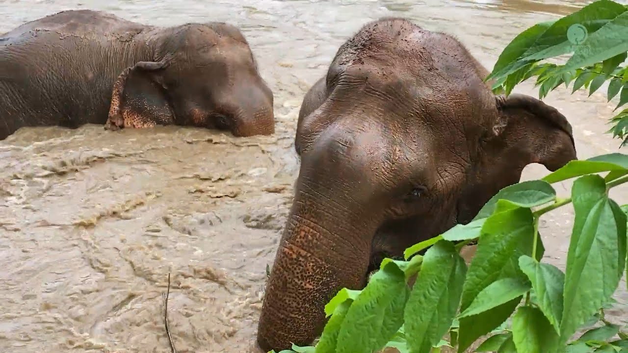 Mae Kheaw and TikTok: Friendship and Freedom - ElephantNews