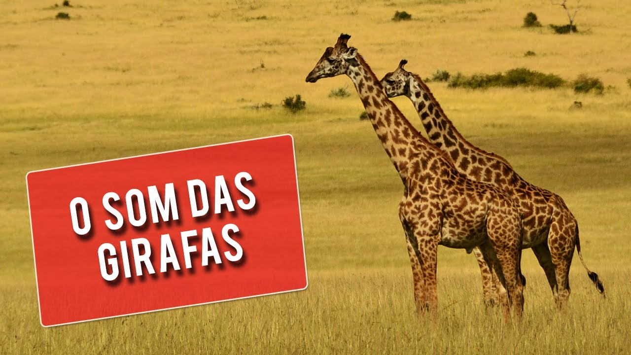 CONHE&Ccedil;A O INCR&Iacute;VEL SOM DAS GIRAFAS, MUITO INTERESSANTE - SOUND OF GIRAFFES