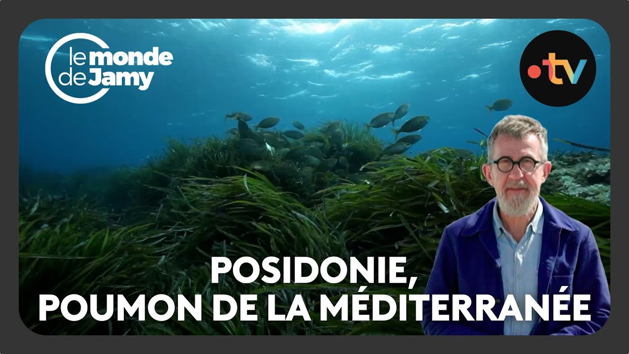 Posidonie : La Forêt Sous-Marine Menacée de Méditerranée - Comment sauver la Méditerranée ?