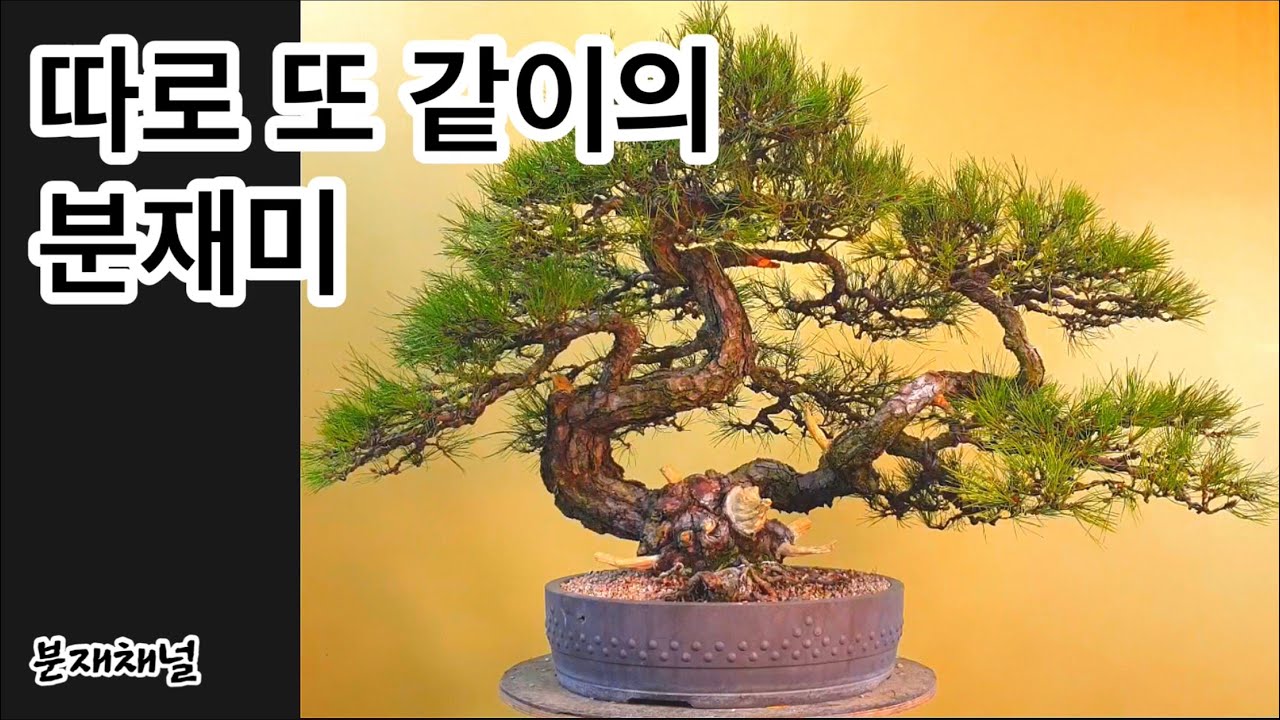 분재관리 34강, 쌍간 명품 소나무의 관리방법