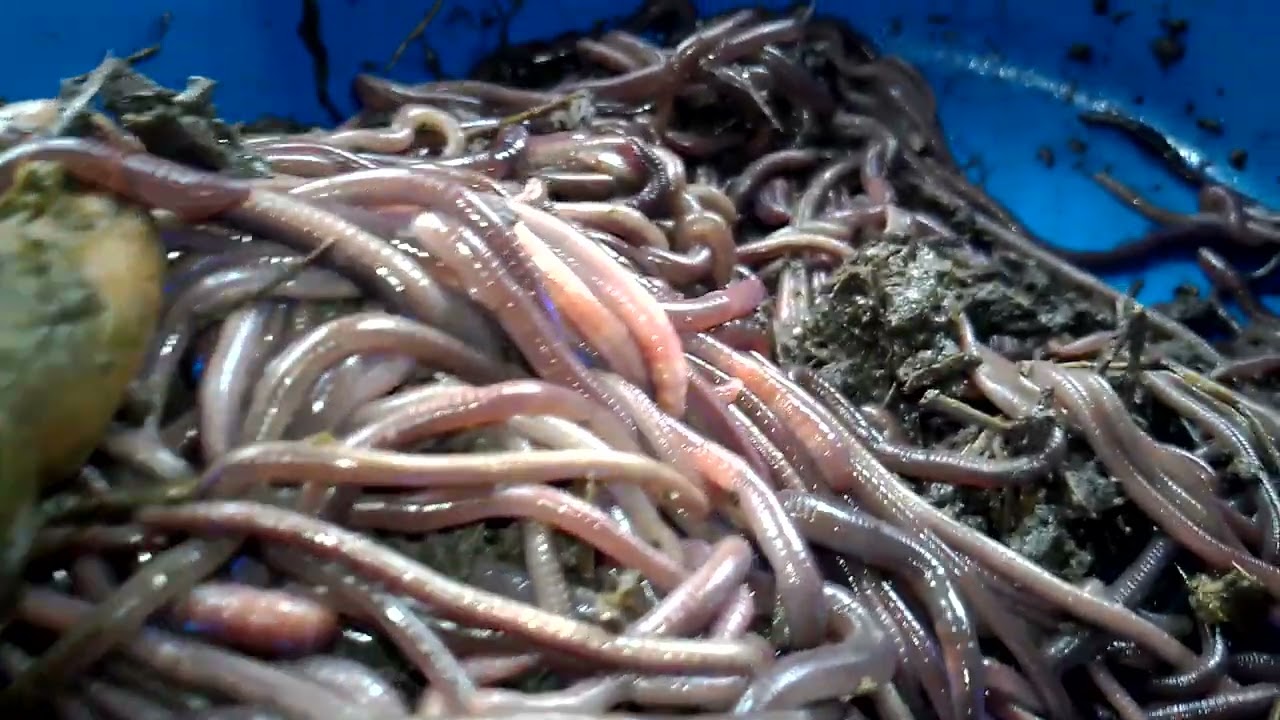 "Revolutionary Techniques for feeding worm: Maximize Growth and produce Amazing Results!"