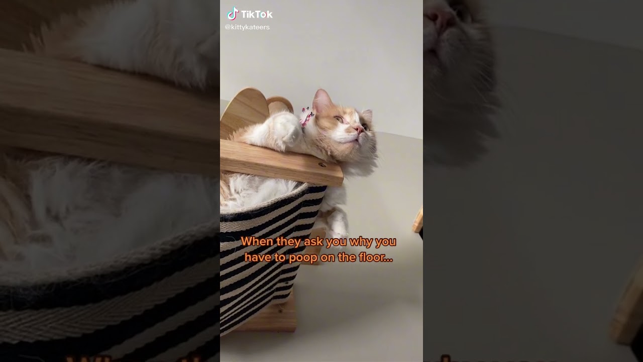Cat Wall Furniture❤(Click Link in Description) #catwall #catfurniture  #cattoys #catstuff #short