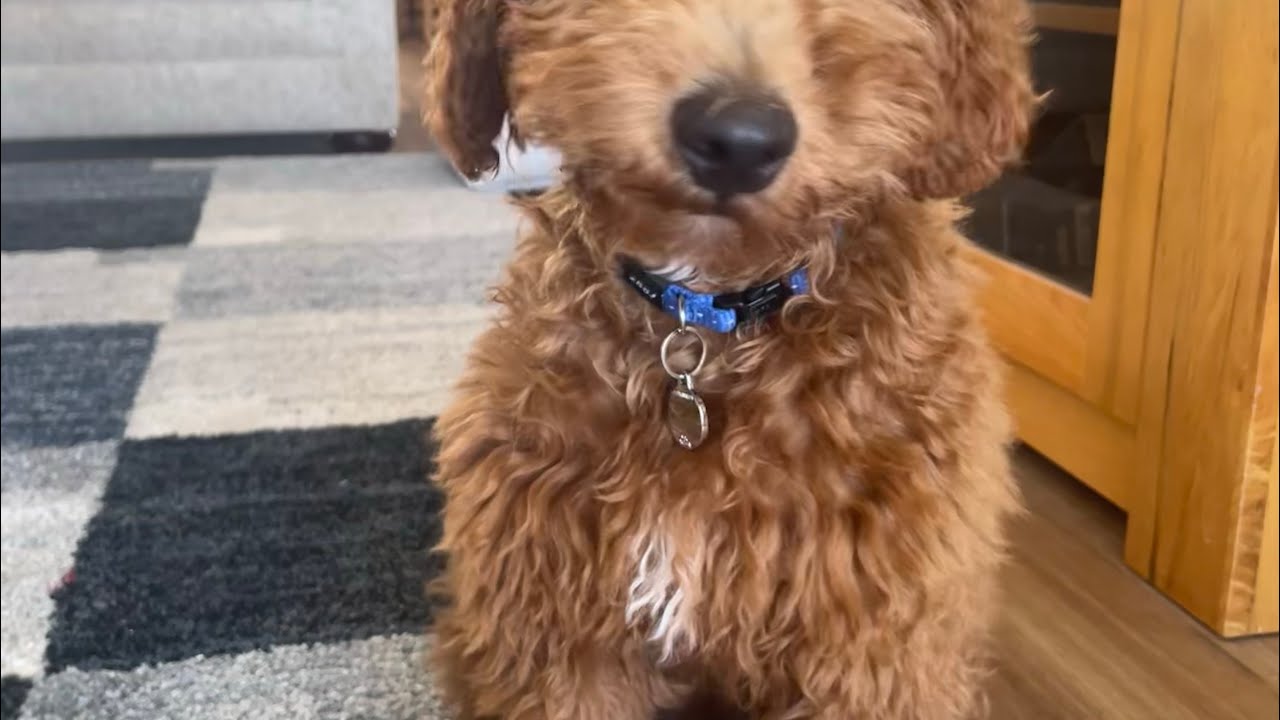 Bertie’s adventures: sit and wait training.   He’s doing well #puppy #dogshorts #cute #puppycute 