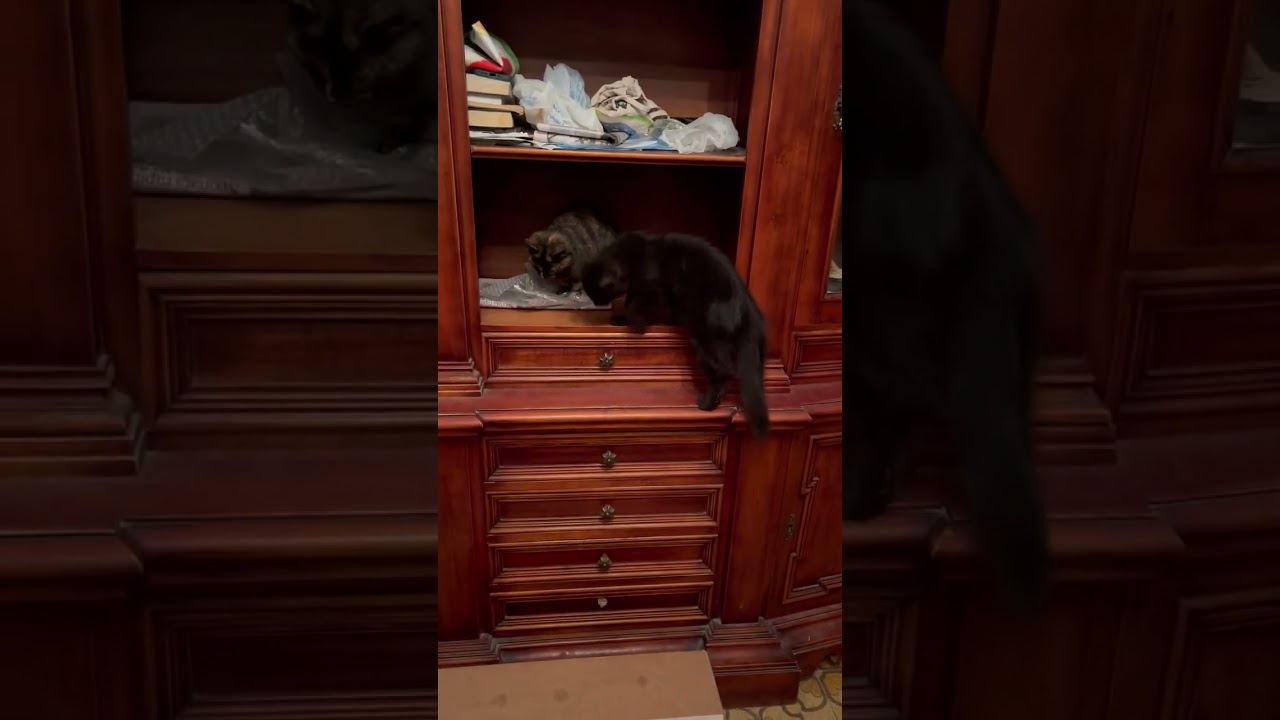 Gatti miei!