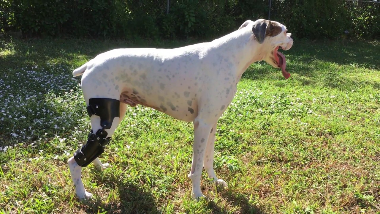 Duke's Stifle Brace | Petsthetics