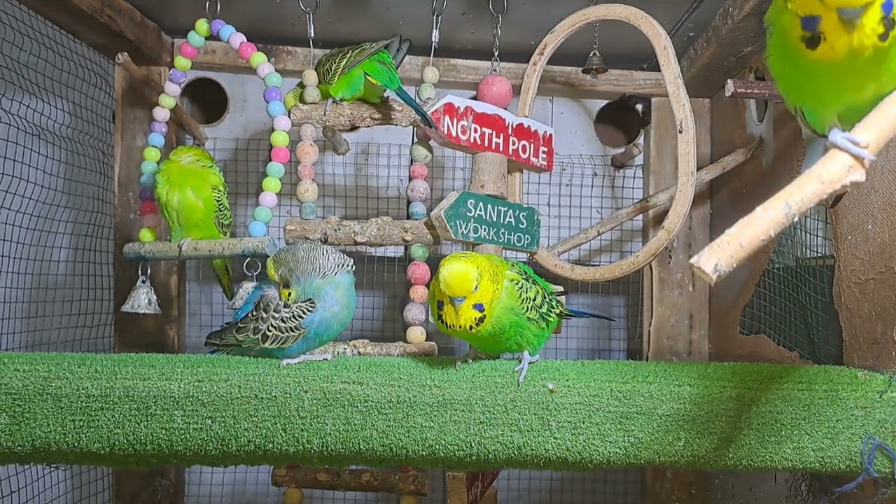 “Cuteness Overload! Budgie Babies in Real Time ❤️”