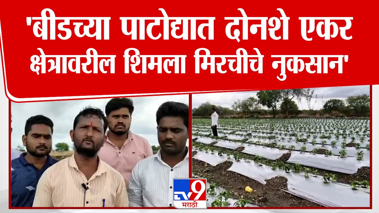 Beed च्या पाटोद्यातील दोनशे एकरावरील शिमला मिरचीचे अवकाळी पावसामुळे नुकसान