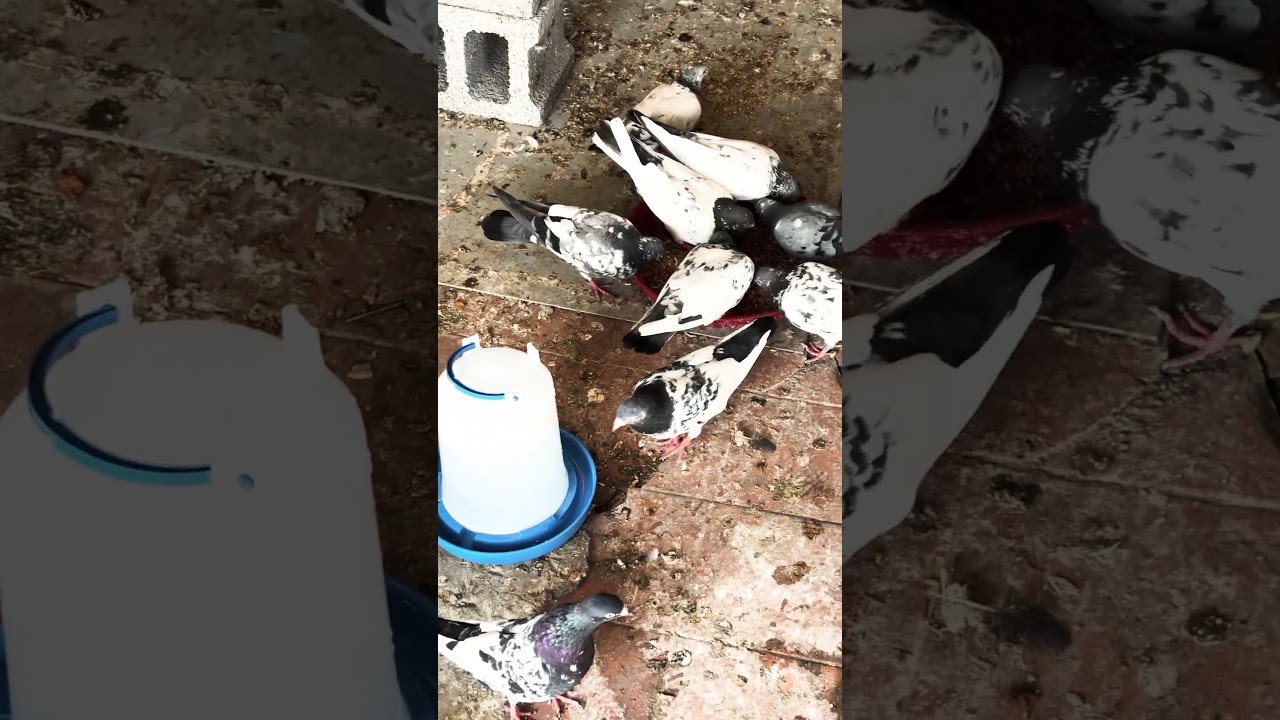 Good morning aa jao #pigeon #saudiarabia #pakistan