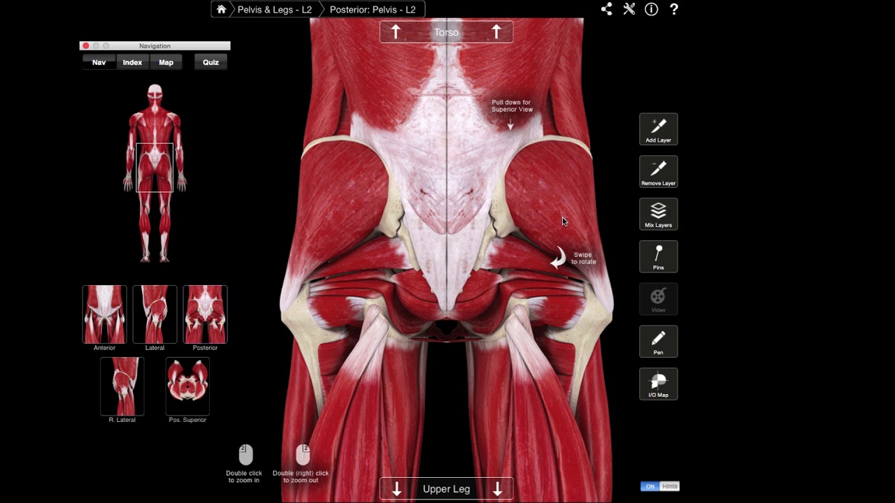 Gluteus medius - bilklachten