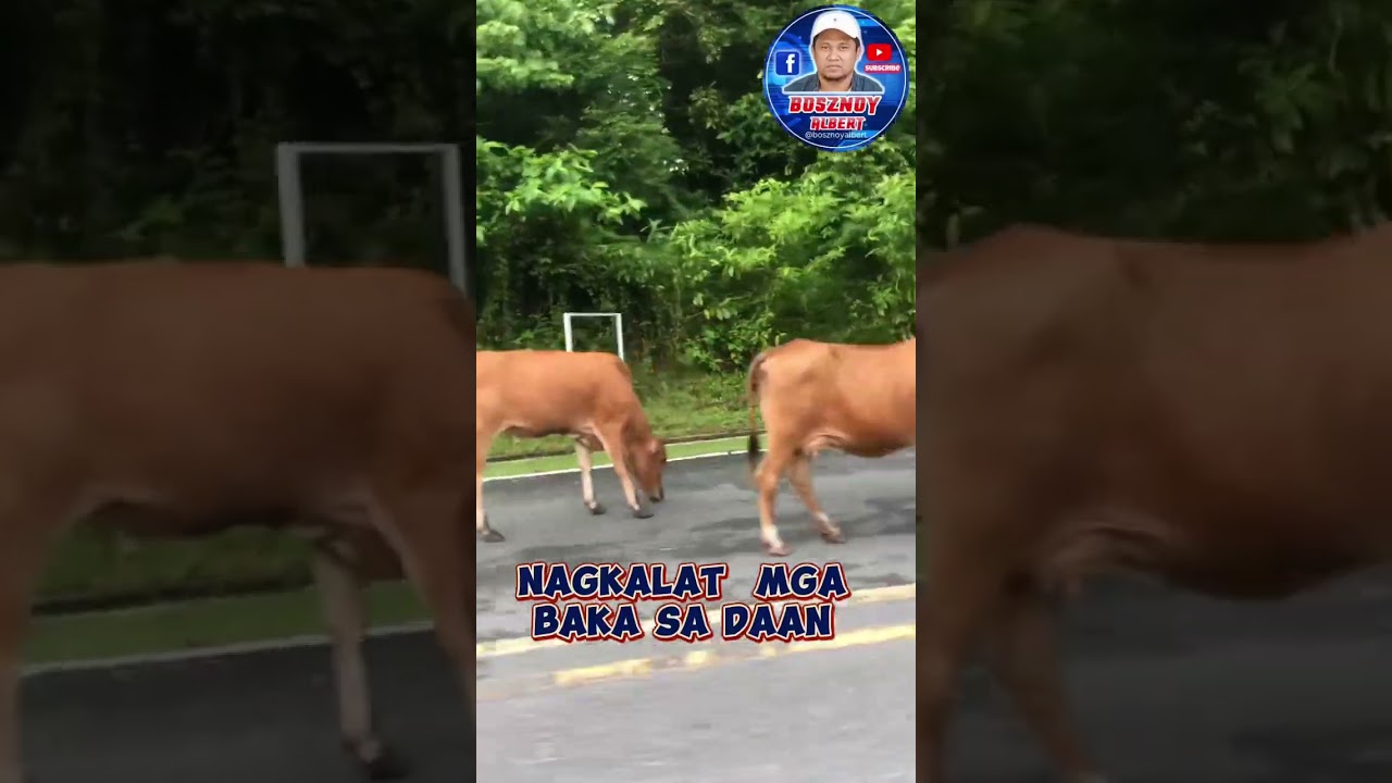 Nagkalat mga Baka Sa Daan #bosznoy #baka #cow #shortsfeed #nasugbubatangas #shortsvideo