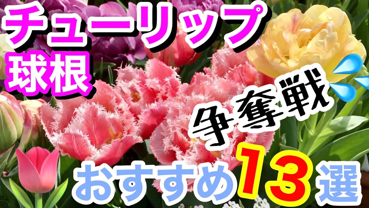 【秋植え】チューリップの球根おすすめ13選🌷/ 実際に育ててみて良かった6品種＋今年オンライン注文した7品種 / 植え付けは11,12月頃が適期ですが、球根の争奪戦は既にスタート【ガーデニング】