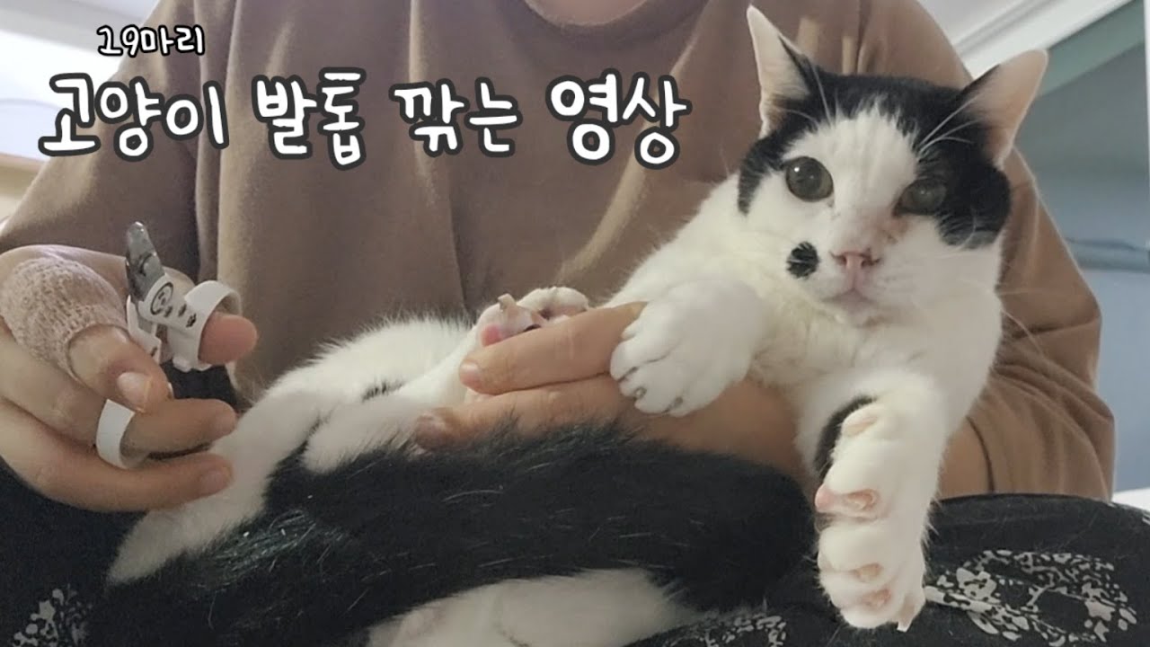 그냥 19마리 고양이 발톱 깎는 영상