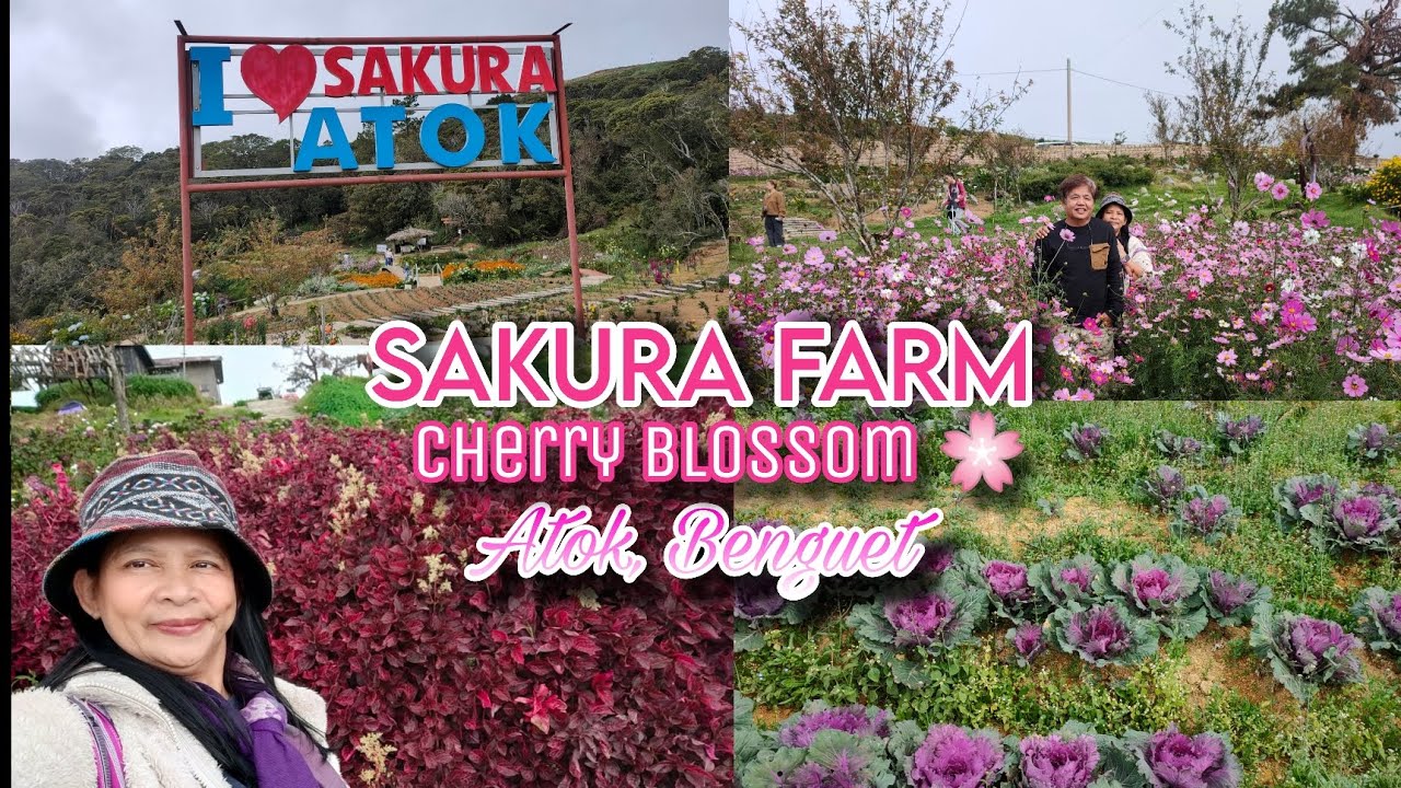 CHERRY BLOSSOM FARM 🌸| ATOK BENGUET | TATHESSTV 