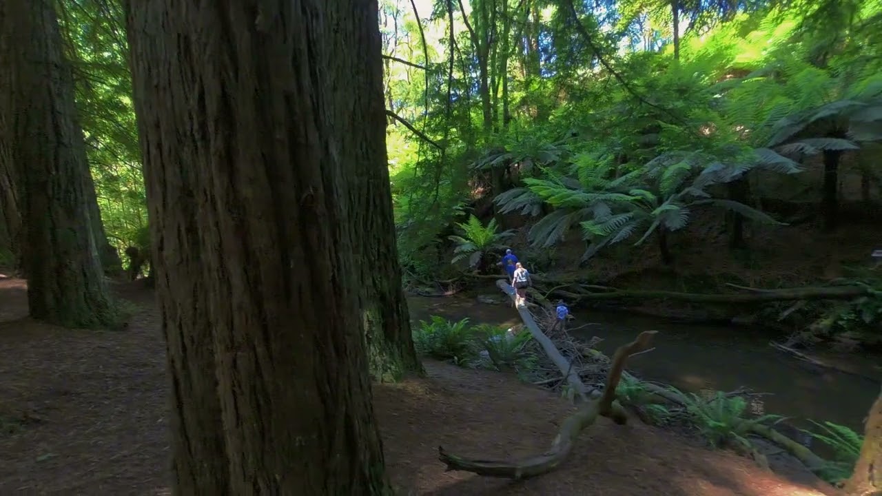 the redwood otways melbourne