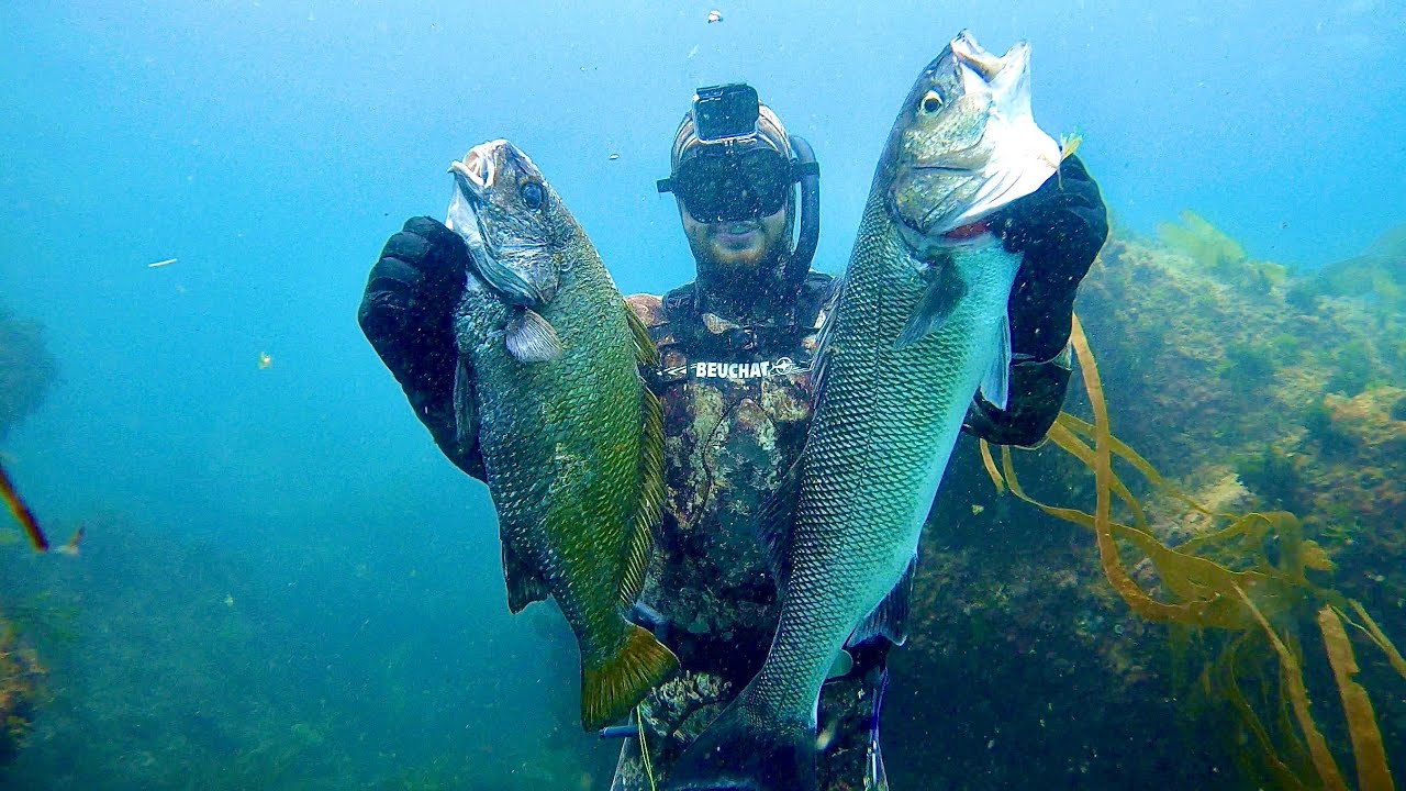 Lubinas y corva Pesca Submarina Cantabria Verano 2021 GoPro Hero 9 HD