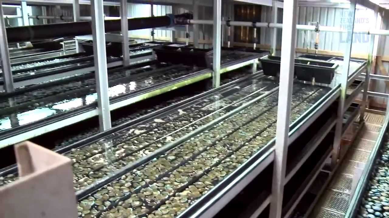 Aquaculture - Northland, New Zealand