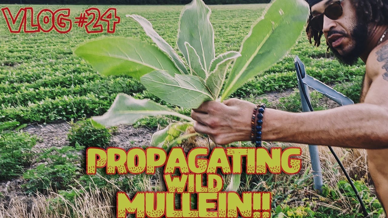 VLOG 24: Propagating Wild Mullein Plants and Harvesting Them!!