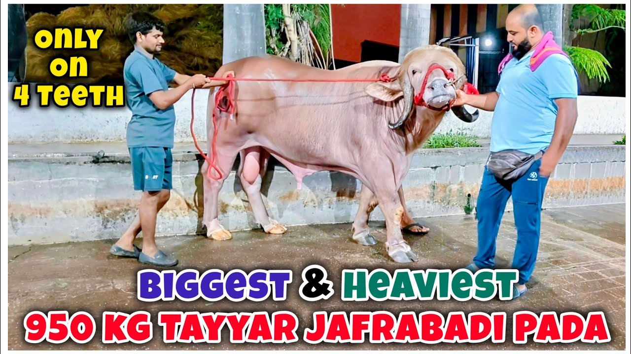 Biggest JAFRABADI PADA Prepared In Mahapoli Bhiwandi 😍🔥