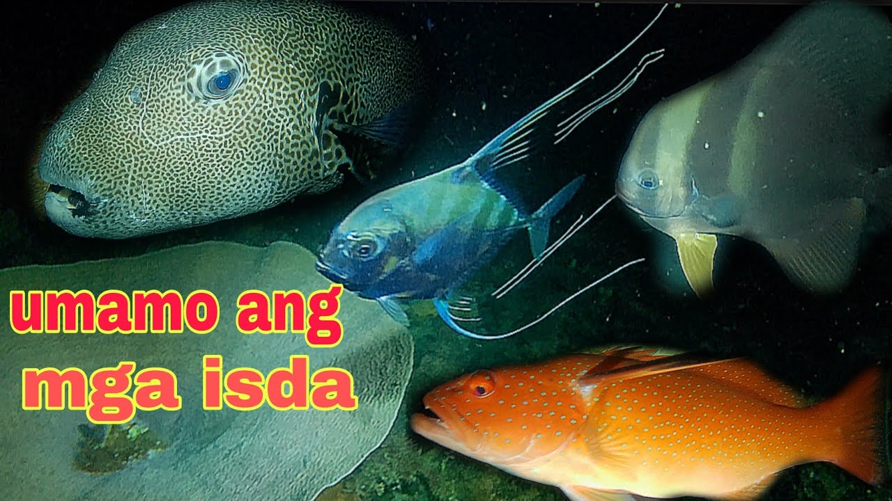 ep409 Dive2.dating spot umamo ang mga isda night spearfishing Philippines