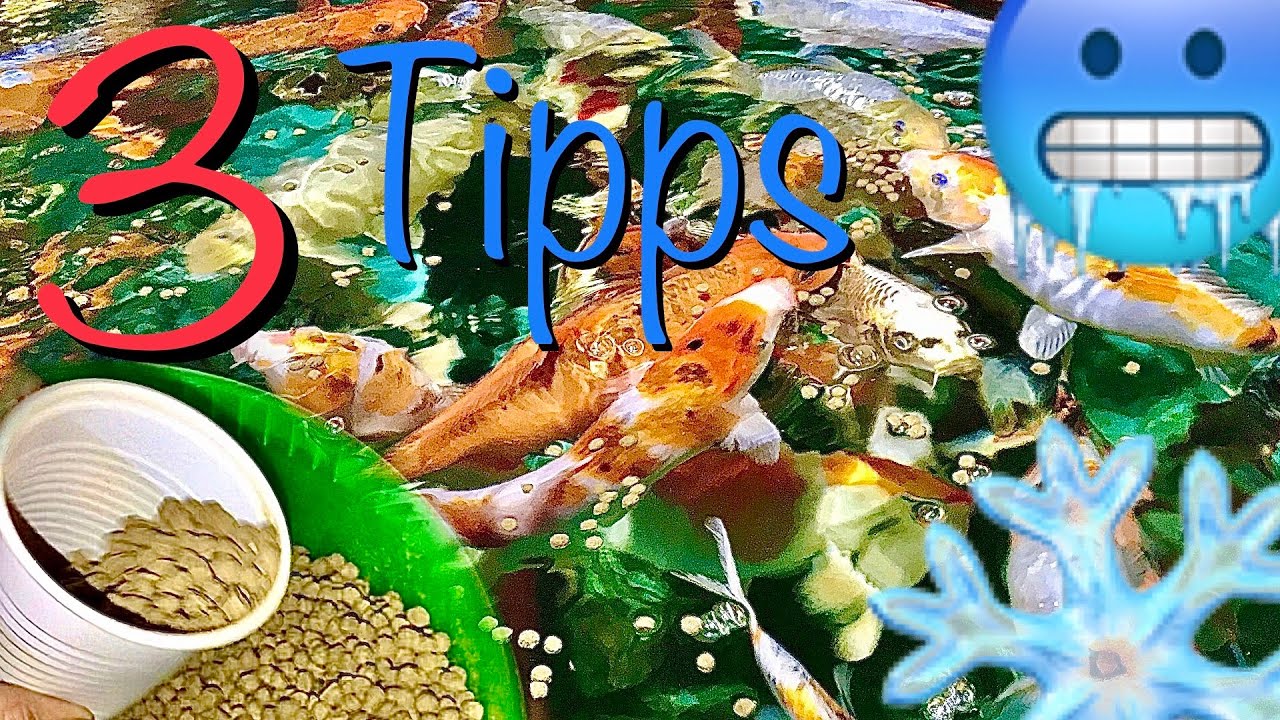 Koi füttern im Winter 3 Tipps zur Fütterung bei kalten Wassertemperaturen