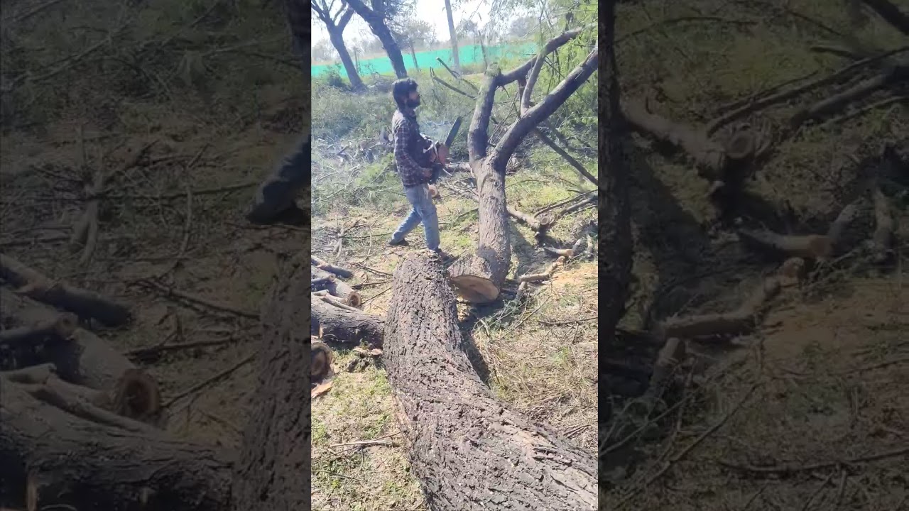 Wood King..catter..🥰🥰🥰🥴🫥🫥🫥