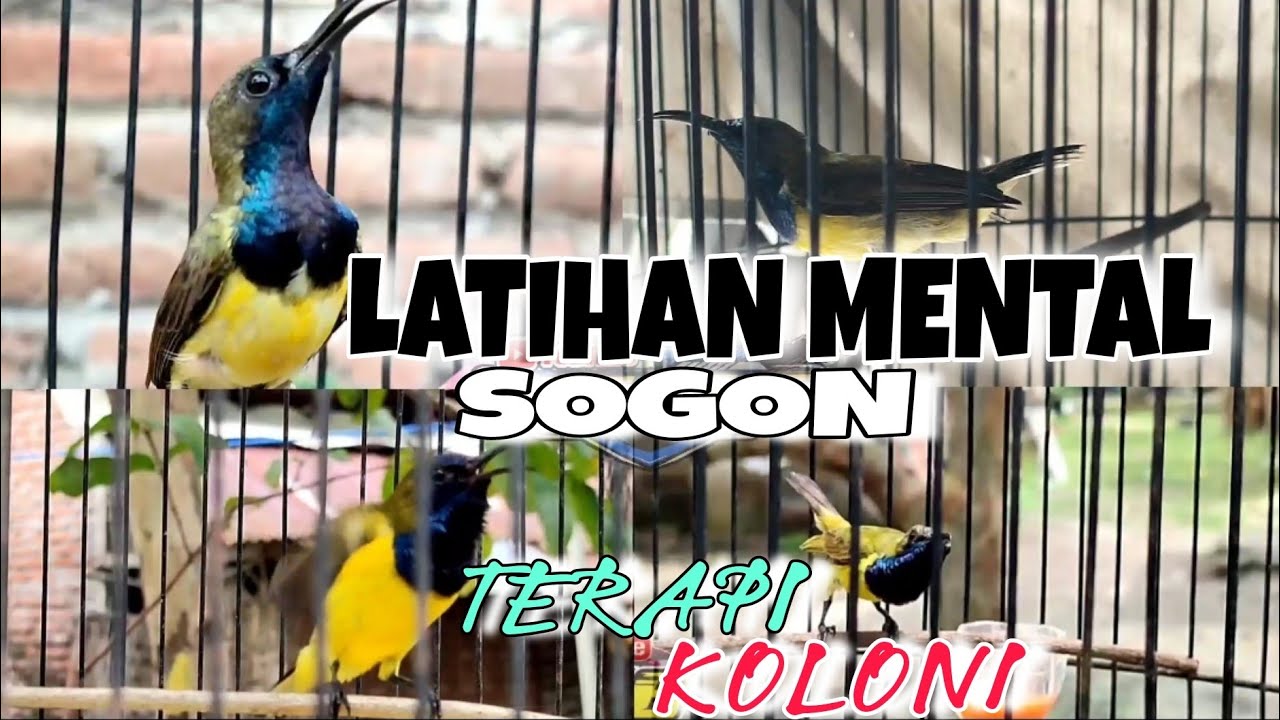 TERAPI KOLONI SOGON AGAR CEPAT BUNYI GACOR NGLEPER