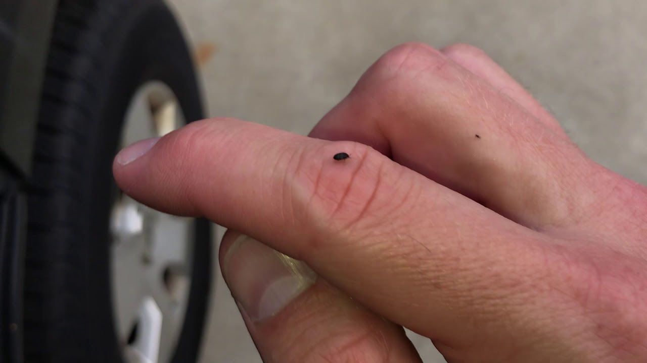 Carpet Beetles in the Pathfinder!  2019-06-27