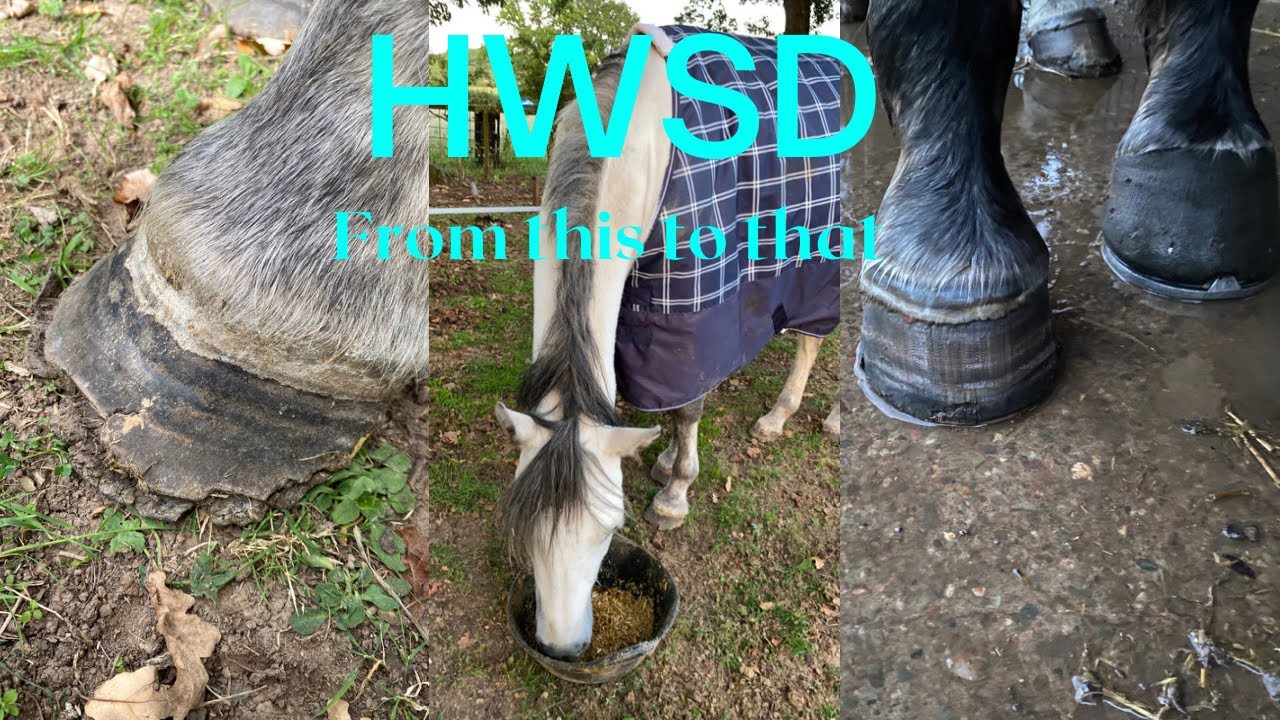 What is hoof wall separation disease