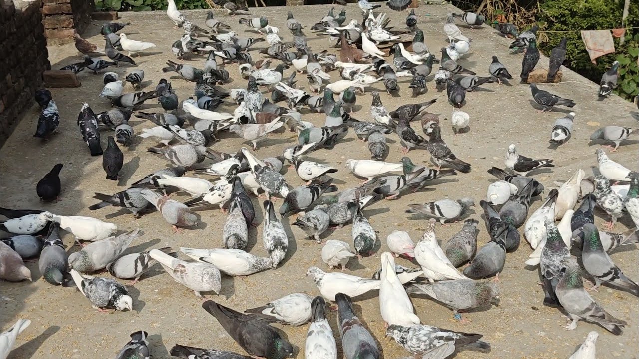 Kendrapara Desi pigeon video | odisha Desi high flyer pigeon 