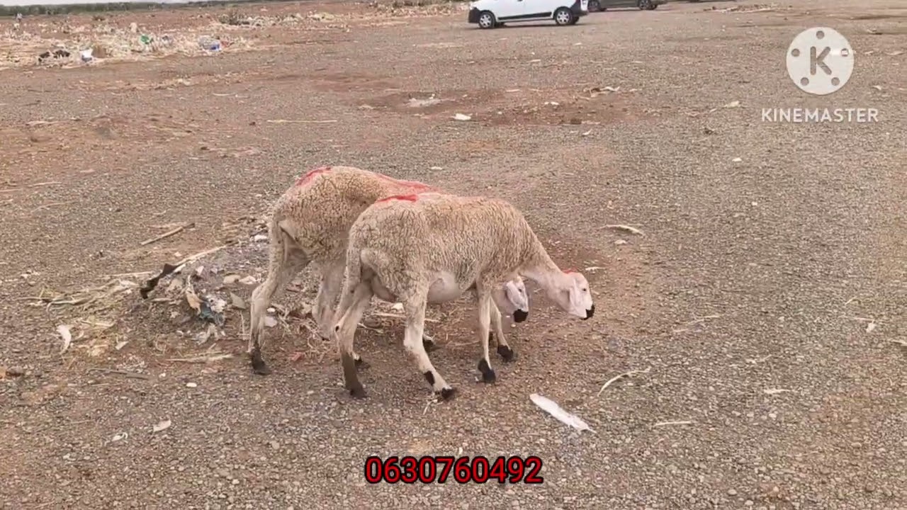 سلعة لي تقديت ليوما من سوق الخميس العظاوية إقليم قلعة السراغنة بتاريخ 18/09/2025