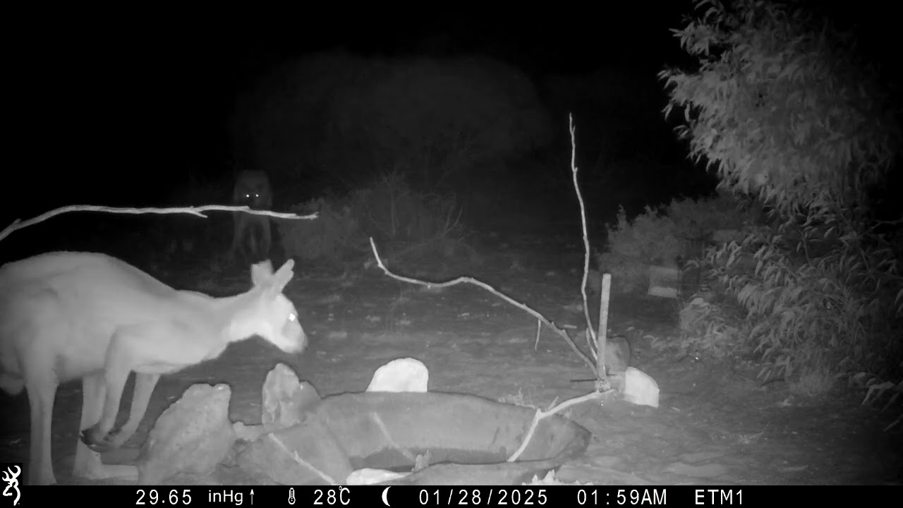 Strange Western Grey Kangaroo (Macropus fuliginosus) posturing @ Patchewollock Conservation Reserve