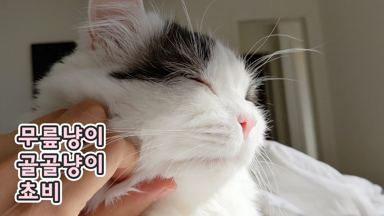 무릎냥이 쵸비 골골이에 아빠 녹는다아 - 쵸비가 골골꾸릉을 터득함!