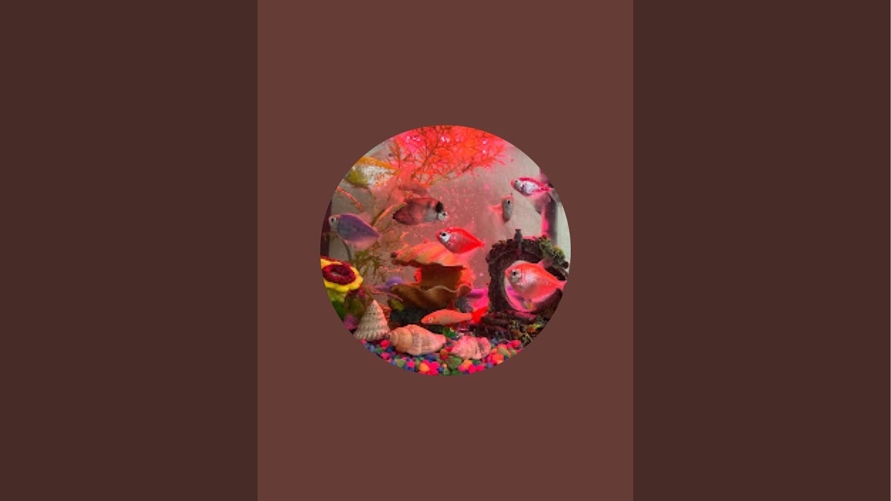 Underwater Serenity: 24/7 Live Aquarium for Relaxation & Therapy