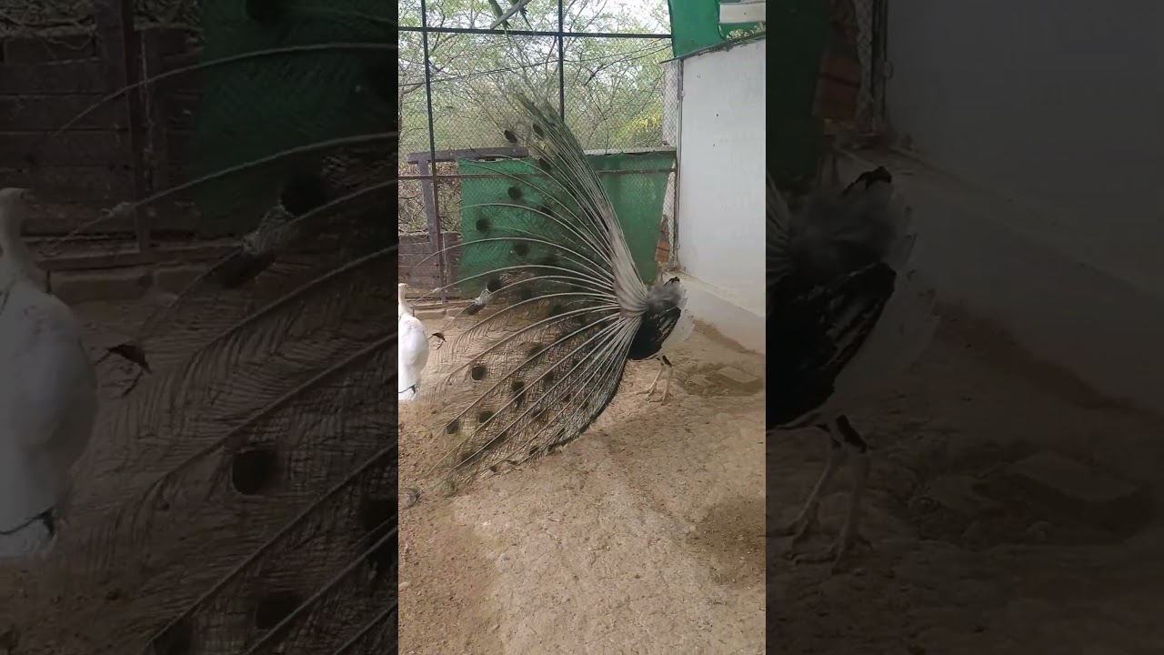 that rattling train 🦚
