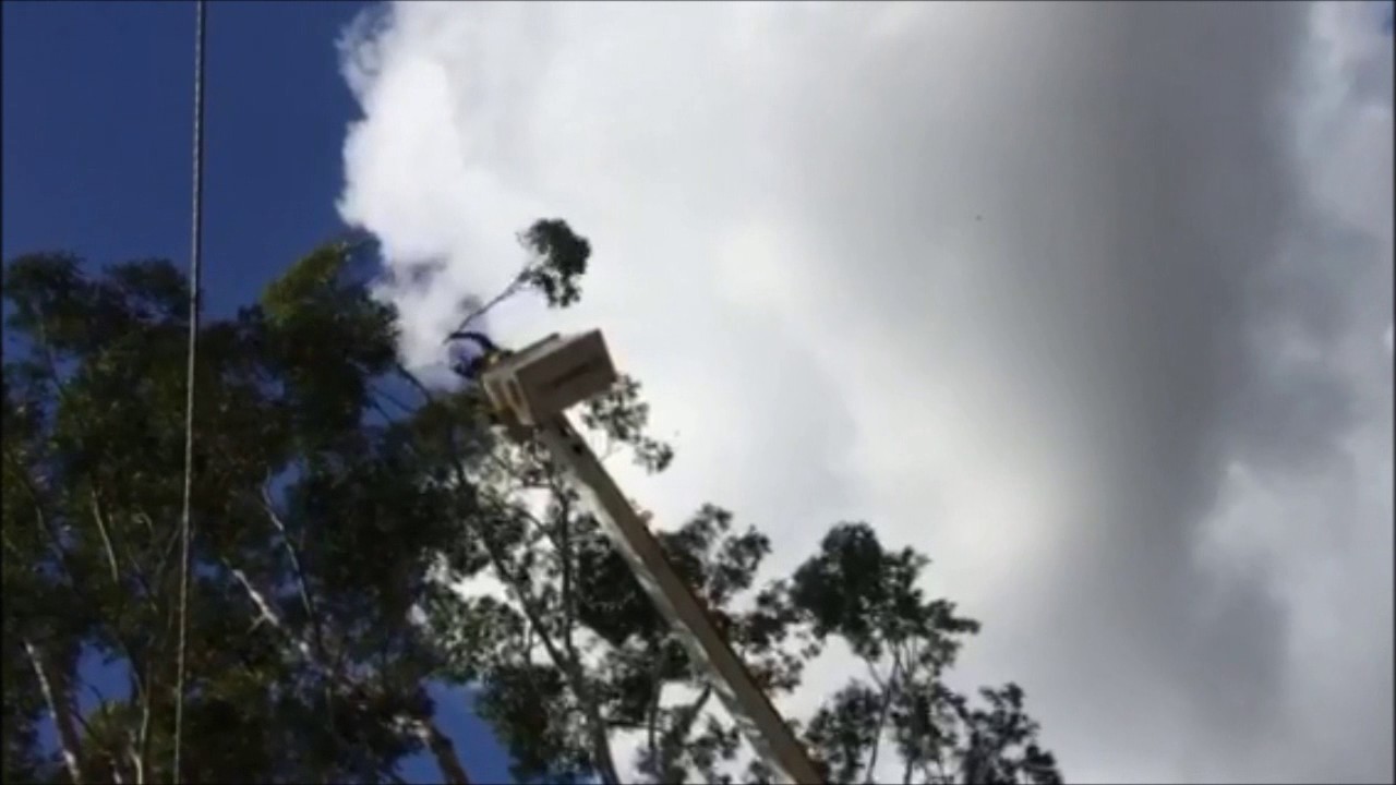 Tree Pruning in Brisbane using an EWP