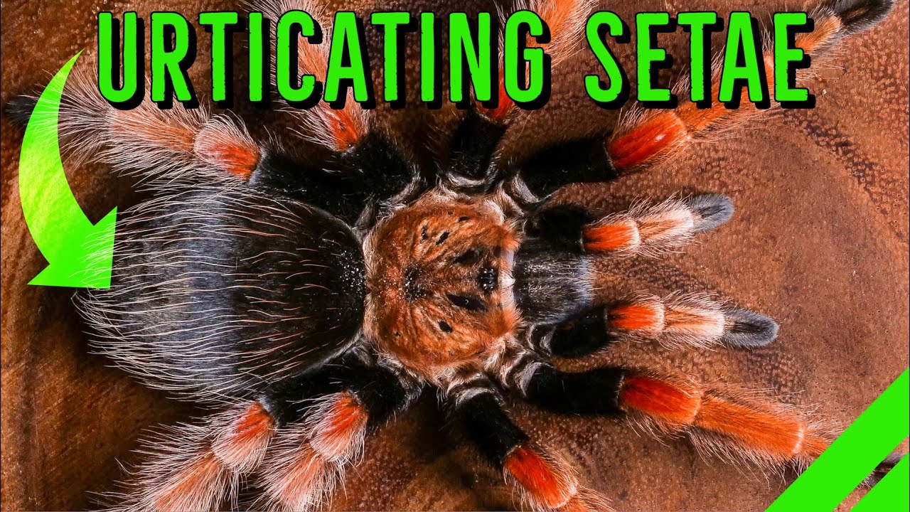 What YOU NEED To Know About Urticating Hairs!