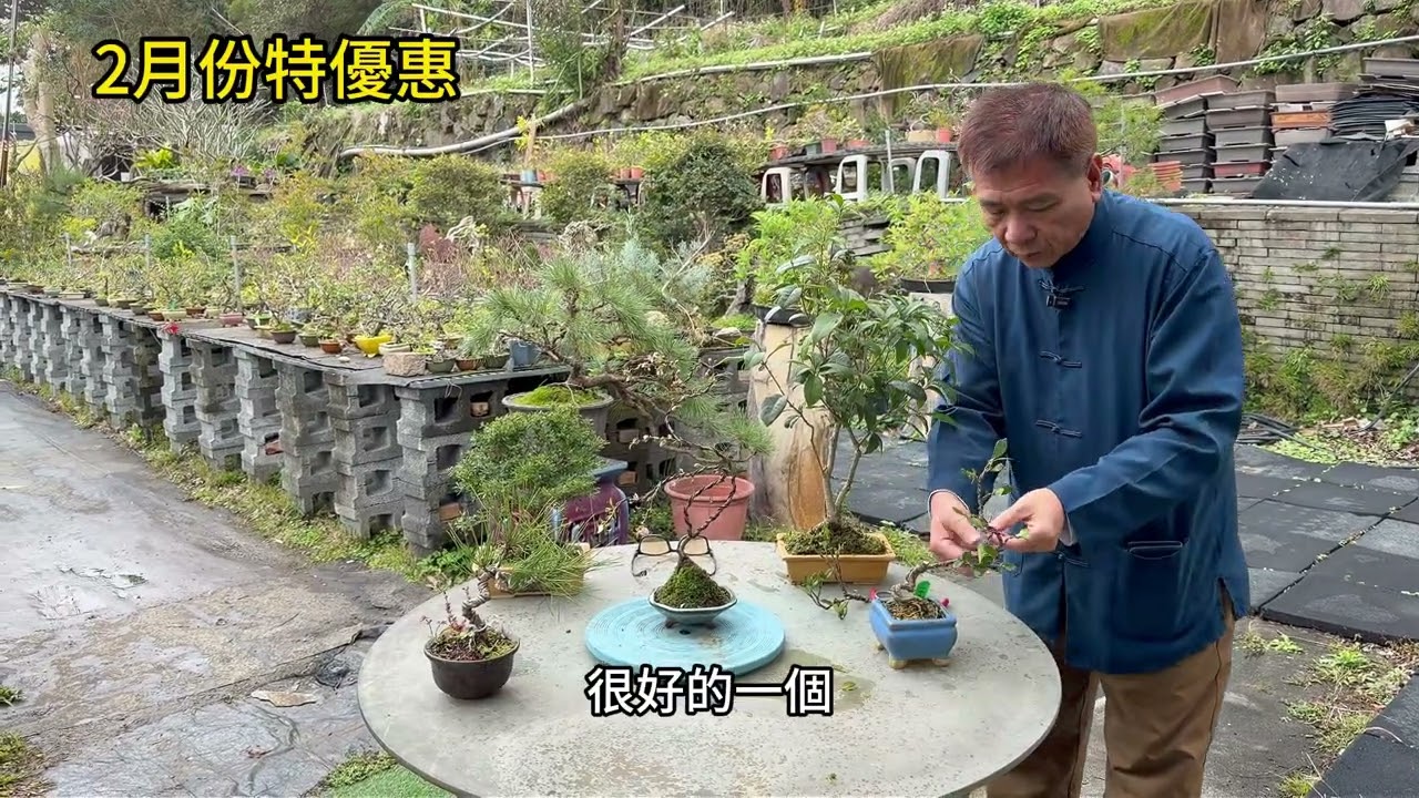 新年適合擺放什麼樣的盆景來招財呢？2026年2月份特優惠活動，來看看喔~#林慶祥盆景藝術創作教學