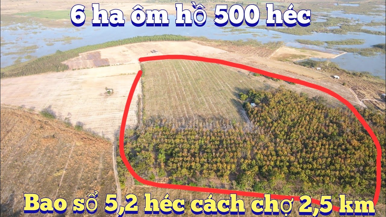 Cần nhượng 6 ha làm sổ 5,2 ha ôm hồ lớn 3 ha ca su có nhà đường lớn